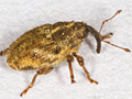 Trichosirocalus troglodytes